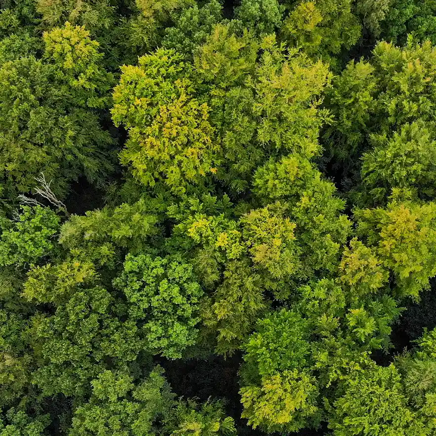 Forest viewed from above